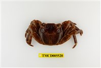 藏品(白紋方蟹)的圖片